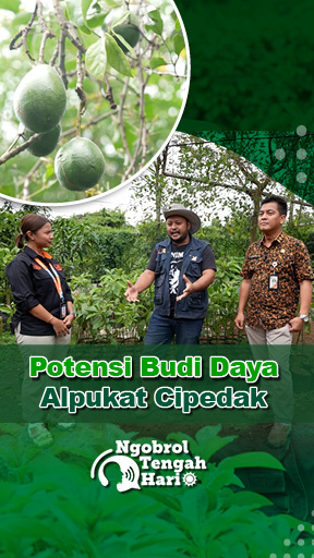 Potensi Budi Daya Alpukat Cipedak